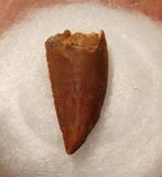 Abelisaurio - Fossiele tand - Rugops primus - 18 mm - 8 mm, Verzamelen, Mineralen en Fossielen