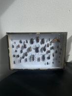 Diverse Kevers Taxidermie volledige montage - Coleoptera -, Collections, Collections Animaux