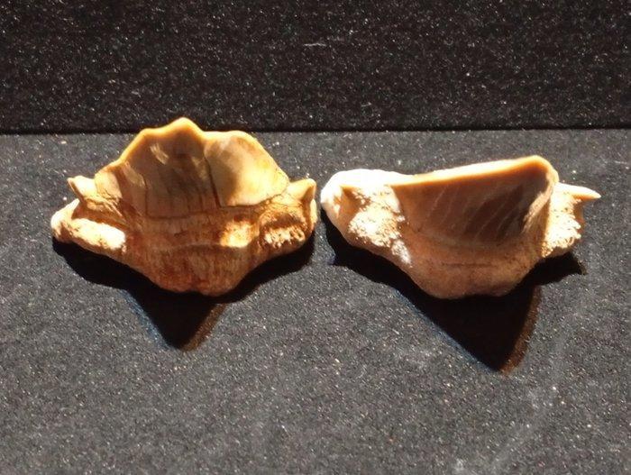 Haai - Fossiele tanden - otodus obliquus - 7 cm - 4 cm, Verzamelen, Mineralen en Fossielen