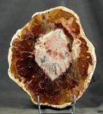 Grote en decoratieve versteende hout op standaard -, Verzamelen, Mineralen en Fossielen