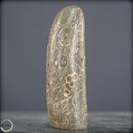 forme libre naturelle en agate de Turritella / pierre