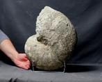 Reuze fossiele nautiloïde 30+ cm !! - Gefossiliseerd dier -