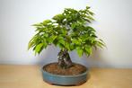 Pyrus - Hoogte (boom): 25 cm - Diepte (boom): 23 cm - Japan