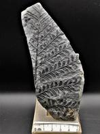 Fougère - Plante fossilisée - Alethopteris lonchitica