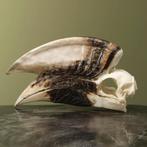 Witpootneushoornvogel M Schedel, Ophalen of Verzenden, Nieuw, Vogel, Opgezet dier