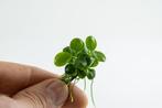 Tropica Anubias Mini Coin 1-2 Grow  - In Vitro, Dieren en Toebehoren, Verzenden, Nieuw