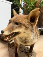 Jachttrofee, Verzamelen, Dierenverzamelingen, Nieuw