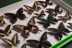 Collection rare de papilionidés - Entomologie - Diorama de, Nieuw
