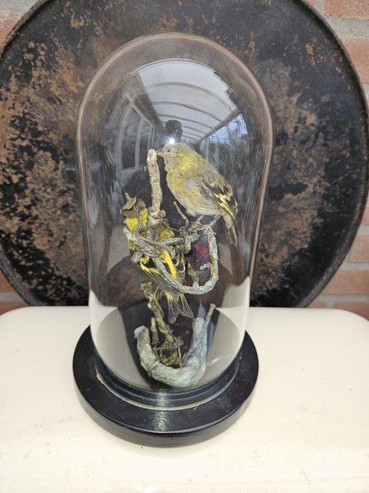 Prachtige stolp met 2 yarrel sijsjes Taxidermie volledige, Verzamelen, Dierenverzamelingen