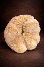 Koraal Koraal - Fungia o Halomitra (Zonder minimumprijs)