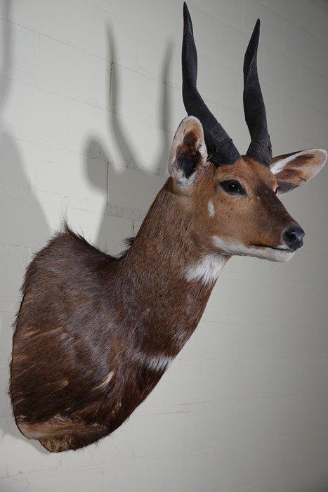 Bushbuck Support mural pour taxidermie - Tragelaphus, Verzamelen, Dierenverzamelingen