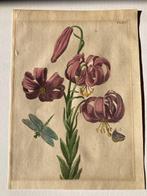 Maria Sibylla Merian (1647-1717) - CLIII - rote Lilie