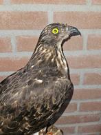 Aziatische Wespendief Taxidermie volledige montage - Pernis, Verzamelen, Nieuw