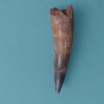 Dinosaurus - Fossiele tand - Spinosaurus aegyptiacus - 87 mm