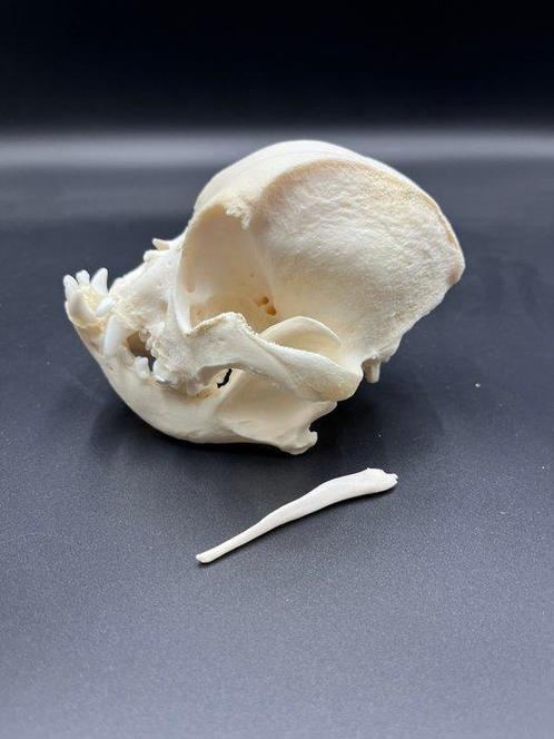 Hond Schedel - Franse bulldog - 0 cm - 0 cm - 0 cm - (1), Verzamelen, Dierenverzamelingen