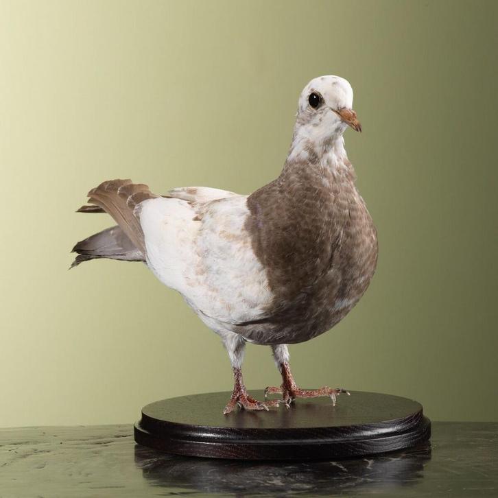 Duif Taxidermie Opgezette Dieren By Max, Verzamelen, Dierenverzamelingen, Opgezet dier, Nieuw, Vogel, Ophalen of Verzenden