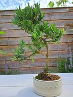 Bonsaï Pin des Bouddhistes (Podocarpus macrophyllus) -