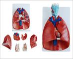 Anatomisch model strottenhoofd, hart en longen ST-ATM 79, Verzenden