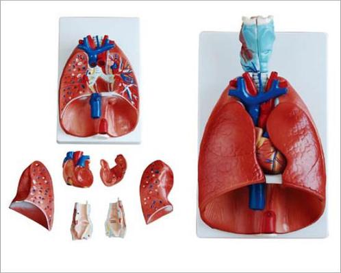 Anatomisch model strottenhoofd, hart en longen ST-ATM 79, Diversen, Verpleegmiddelen, Verzenden