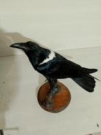 raaf pio Taxidermie volledige montage - Corvus albus - 40 cm, Verzamelen, Dierenverzamelingen, Nieuw