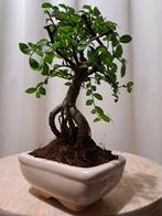 Chinese iep bonsai (Ulmus parviflora) - Hoogte (boom): 17 cm, Antiek en Kunst