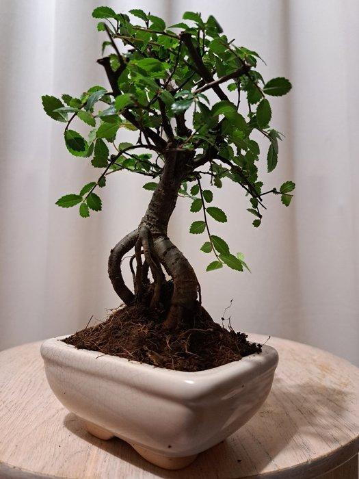 Chinese iep bonsai (Ulmus parviflora) - Hoogte (boom): 17 cm, Antiek en Kunst, Curiosa en Brocante