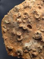Fossiel - Gefossiliseerd dier - piece of seabed hundreds of, Verzamelen, Mineralen en Fossielen