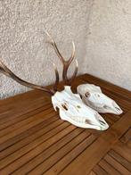 Edelhert Schedel van een zoogdier - Cervus elaphus - 92 cm -, Nieuw