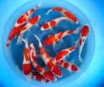 Hirasawa Marusei 28-35cm (Japanse Koi), Tuin en Terras, Ophalen of Verzenden, Nieuw