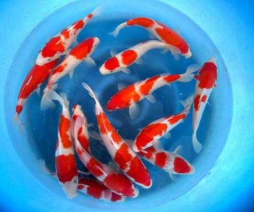 Hirasawa Marusei 28-35cm (Japanse Koi), Tuin en Terras, Vijvers, Nieuw, Ophalen of Verzenden