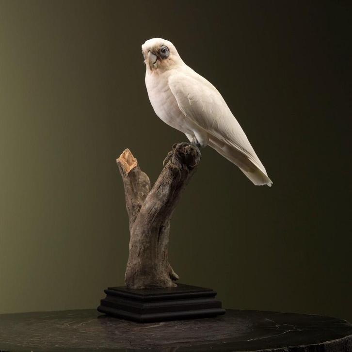 Corella Kaketoe Taxidermie Opgezette Dieren By Max, Verzamelen, Dierenverzamelingen, Opgezet dier, Nieuw, Vogel, Ophalen of Verzenden