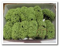 Fieldberries Groen / doos voor bloemschikken Fieldberries Gr, Huis en Inrichting, Woonaccessoires | Kunstplanten en Kunstbloemen