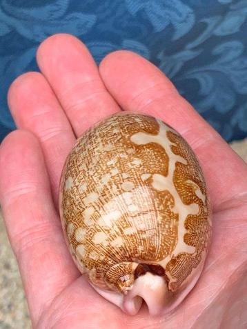 Escargot de mer Coquillage marin - Map cowrie, Tiger cowrie,