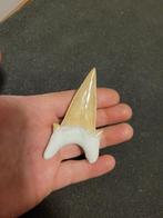 Haai - Fossiele tand - Otodus Obliquus - 7.8 cm