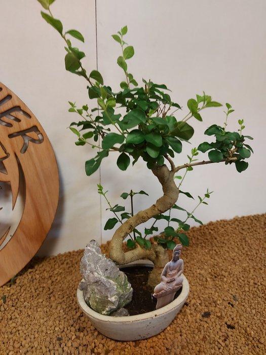 Liguster bonsai (Ligustrum) - Hoogte (boom): 33 cm - Diepte, Antiquités & Art, Curiosités & Brocante