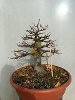 olmo - Hauteur (arbre) : 36 cm - Profondeur (arbre) : 30 cm