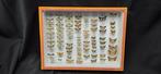 Palearctique Moths / Butterflies ex COLLET Belgium, Verzamelen, Dierenverzamelingen, Nieuw