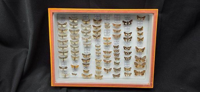Palearctique Moths / Butterflies ex COLLET Belgium, Verzamelen, Dierenverzamelingen