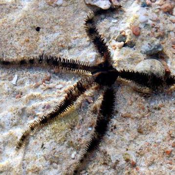 Ophiocoma Scolopendrina beschikbaar voor biedingen