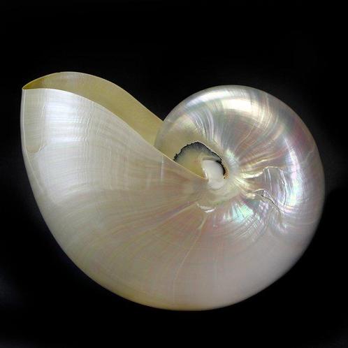 Extra maat Nautilus met parelmoerkamer Zeeschelp - Nautilus, Verzamelen, Mineralen en Fossielen