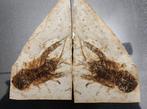 Une paire de homards rares avec du poisson - Animal