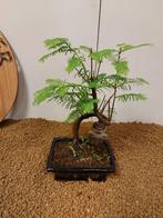 Bonsaï Sequoia côtiers/sapin d’eau (Sequoia) - Hauteur