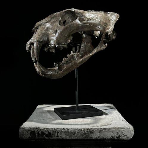 SANS PRIX DE RÉSERVE - Une réplique de crâne de tigre sur un, Verzamelen, Dierenverzamelingen