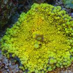 Ricordea yuma Yellow / Gold (2 stuks), Dieren en Toebehoren, Vissen | Aquariumvissen