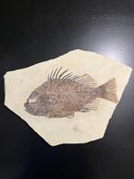 Poisson - Animal fossilisé - Priscacara Serrata - 40 cm - 27, Verzamelen