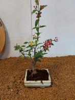 malpighia - Hoogte (boom): 20 cm - Diepte (boom): 15 cm -