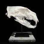 Geen minimumprijs - Een replica van een ijsbeer schedel op, Antiek en Kunst