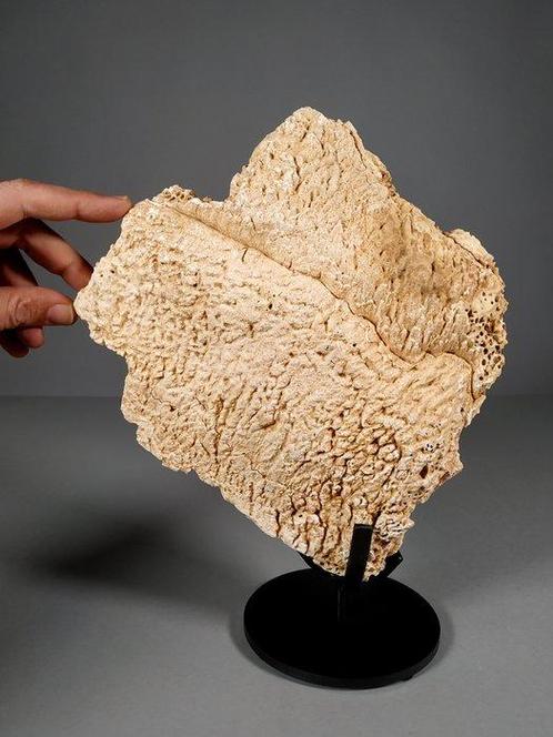 Abrupte reuzenschildpad op aangepaste metalen steun -, Verzamelen, Mineralen en Fossielen