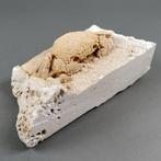 Levantijnse zoetwaterkrab - Fossiel skelet - Potamon, Verzamelen, Mineralen en Fossielen