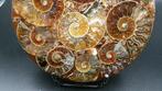 Ammoniet - Gefossiliseerde schelp - Cleoniceras sp. - 10.9, Verzamelen, Mineralen en Fossielen